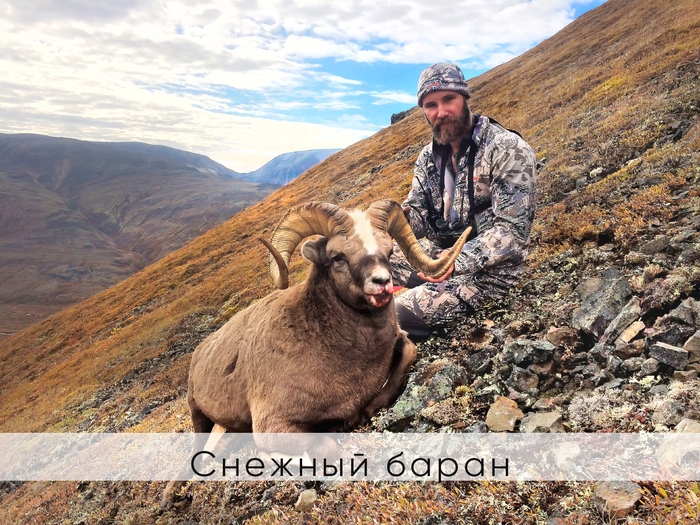 снежный баран