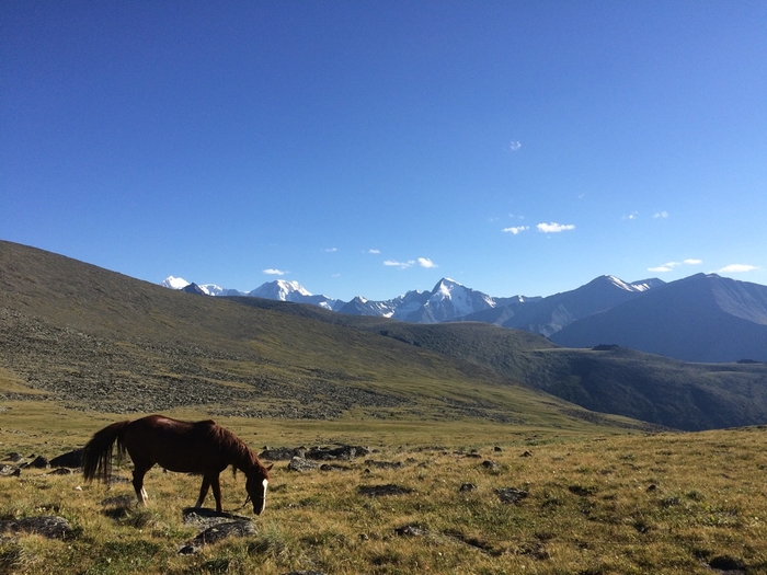 horse